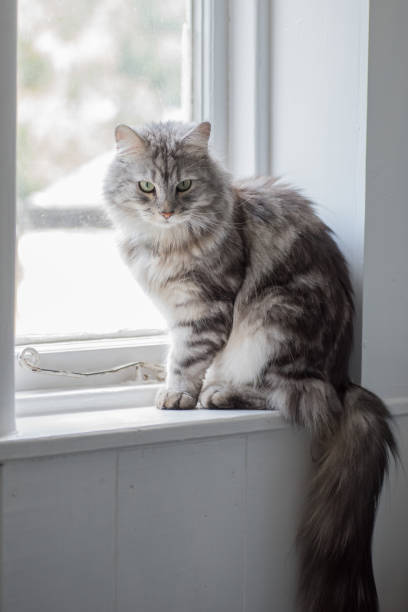 istock Maine Coon cat sitting in window 1263848575