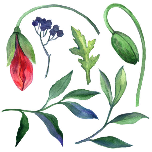istock Set of watercolor dried berries, leaves and branches. 1263848593