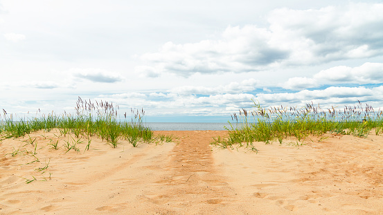 Trail between two sand dunes covered with reeds on the seashore beach