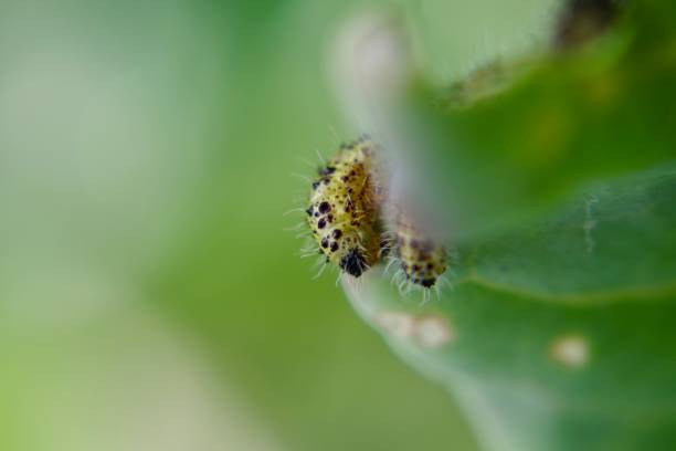 istock Close up of green cabbage worms on cabbage leaf 1263850171