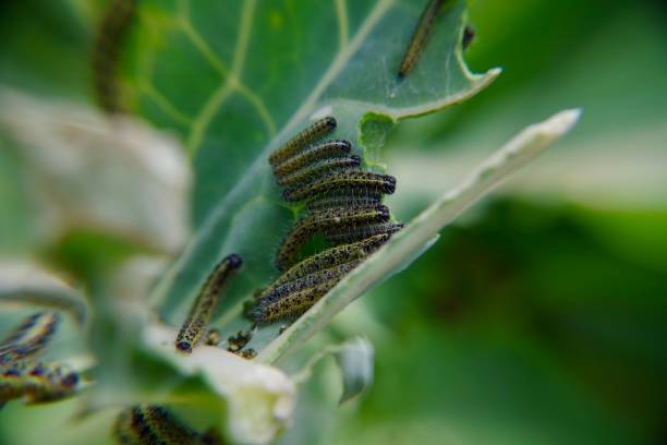 istock Close up of green cabbage worms on cabbage leaf 1263850176