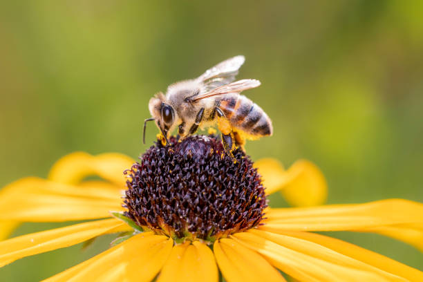 istock Bee - Apis mellifera - pollinates Rudbeckia fulgida 1263852487