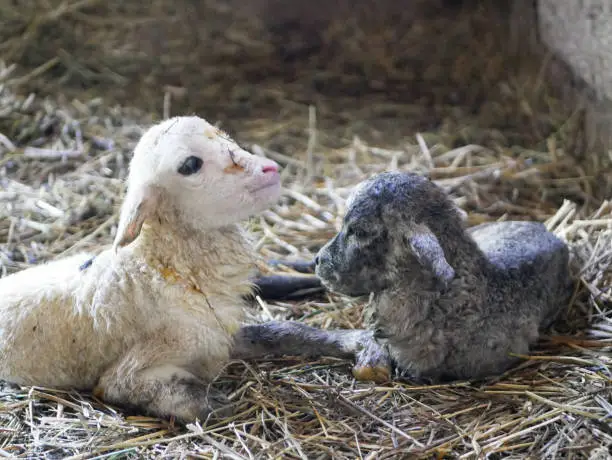 Photo of Black and White Newborn Lamb