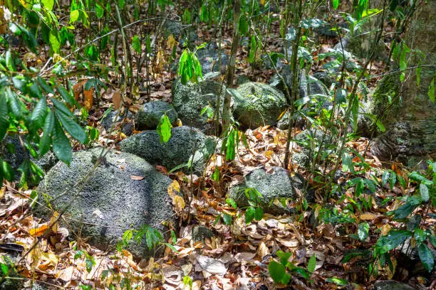Rough rocks on the rainforest floor in Tropical North Queensland, Australia