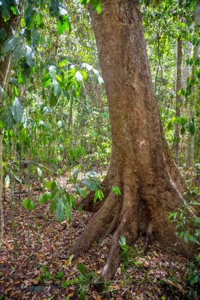 Tree with buttress roots on the Atherton Tablelands in Tropical North Queensland, Australia