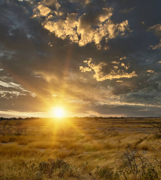 istock Sunset over the empty dry savannah in winter 1263855545