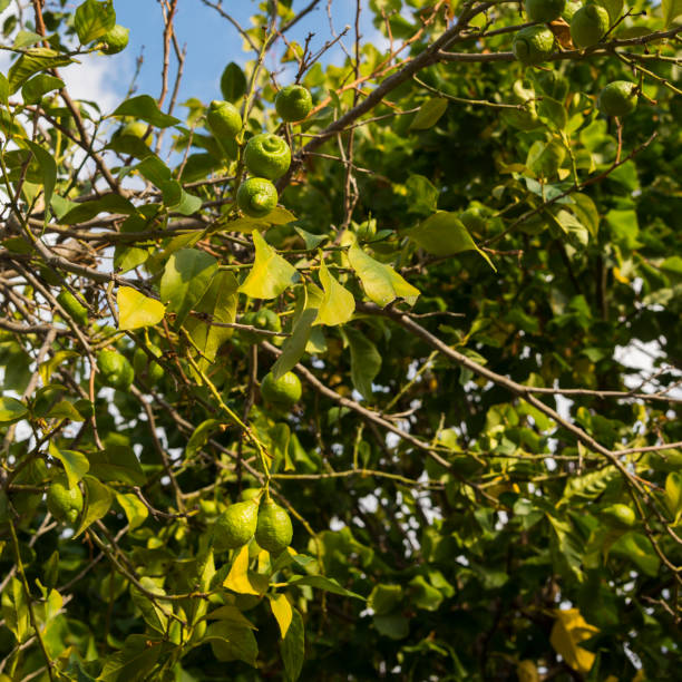 istock Unripe lemon fruits on the tree 1263855649
