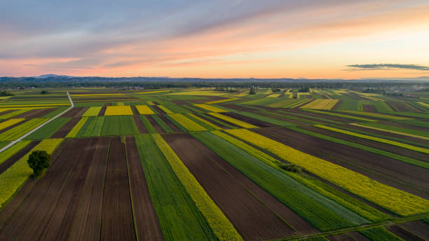 農業分野の空中写真 - morning cereal plant fog corn crop ストックフォトと画像