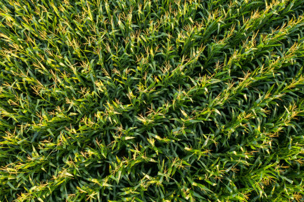 istock Aerial view of corn field. 1263857267