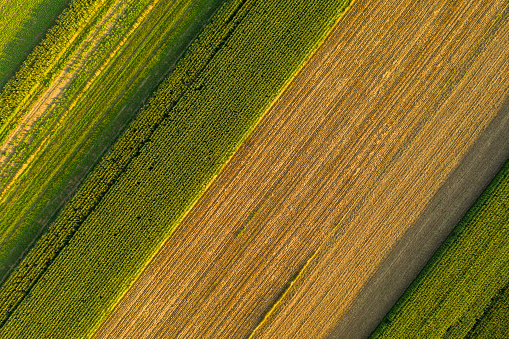 Directly above view of agriculture fields