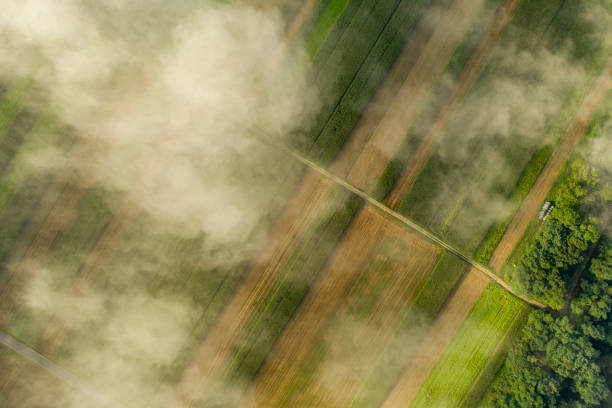 vista de drones de campos agrícolas cubiertos de niebla - morning cereal plant fog corn crop fotografías e imágenes de stock