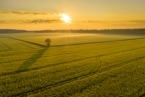 Drone view of sun rising over misty fields