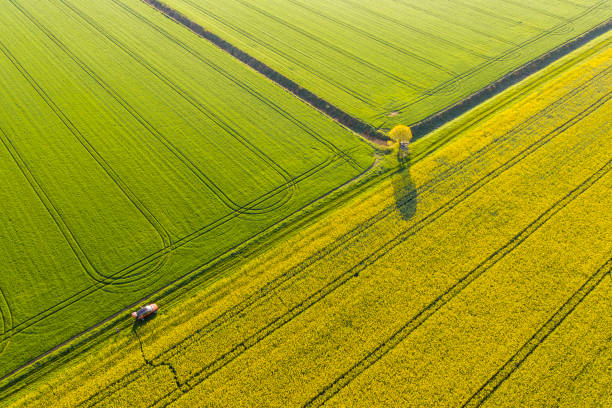 istock Aerial view: High angle view of car in rapeseed field 1263858488