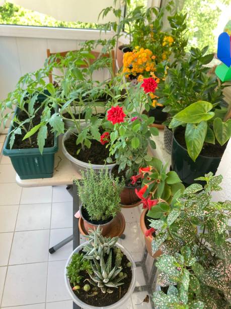 istock organic garden in home bacony 1263858683