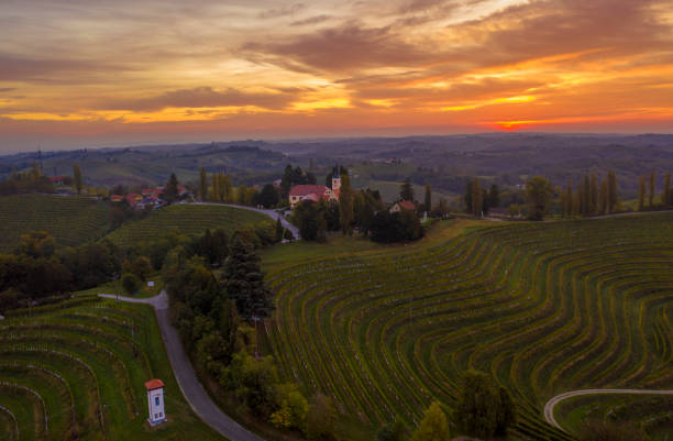 공중 보기: 포도원 너머로 일몰하는 높은 각도보기 - slovenia vineyard grape jeruzalem 뉴스 사진 이미지
