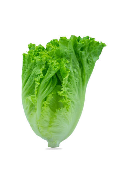 istock Fresh green Lettuce leaves, Salad leaf isolated on white background. with clipping path. 1263859108
