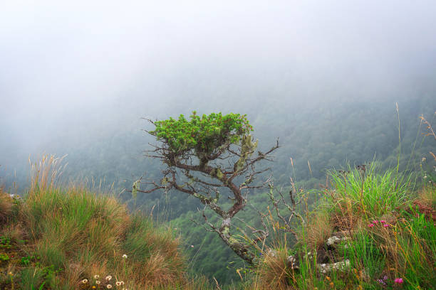 istock a small mountain juniper tree grows over a cliff next to grass and flowers 1263860504
