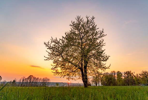 istock Tree in meadow at sunrise. White flowery cherry tree 1263862216
