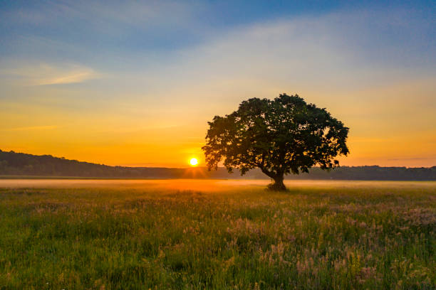 istock Silhouette of tree at sunrise 1263862227