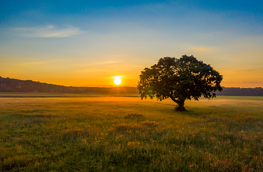 Silhouette of tree with thin layer of mist over meadow at sunrise