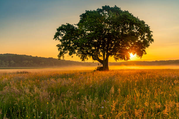 istock Silhouette of tree in meadow at sunrise 1263862435