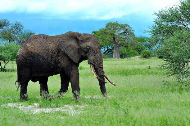 istock African Elephant on glade with baobab tree in the background 1263862575