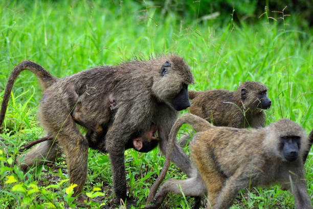 istock Baboon family walking through the grass 1263863456