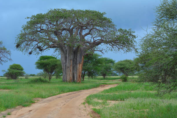 istock Baobab tree by the road, Tanzania 1263863571