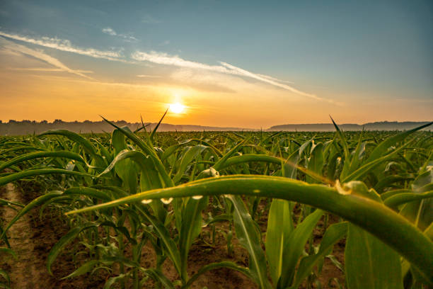 istock View of lush green corn crops in field. Droplets on a corn leaf. 1263863618