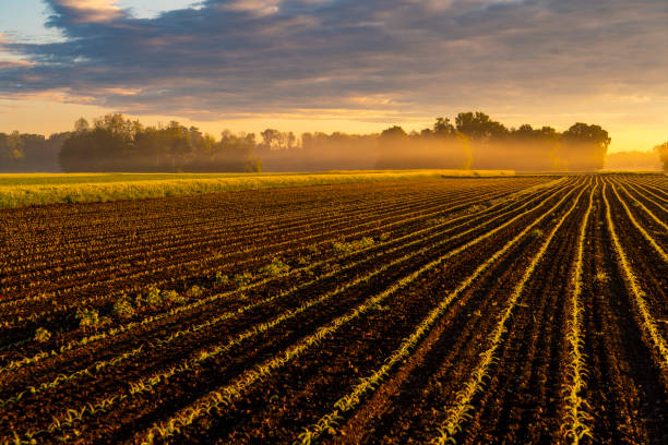 vista del campo agrícola al atardecer. vista panorámica del campo agrícola al atardecer. campo de maíz. - morning cereal plant fog corn crop fotografías e imágenes de stock