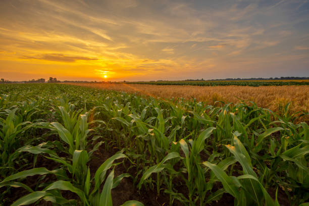 istock Scenic view of corn fields against dramatic sky at sunset 1263863802