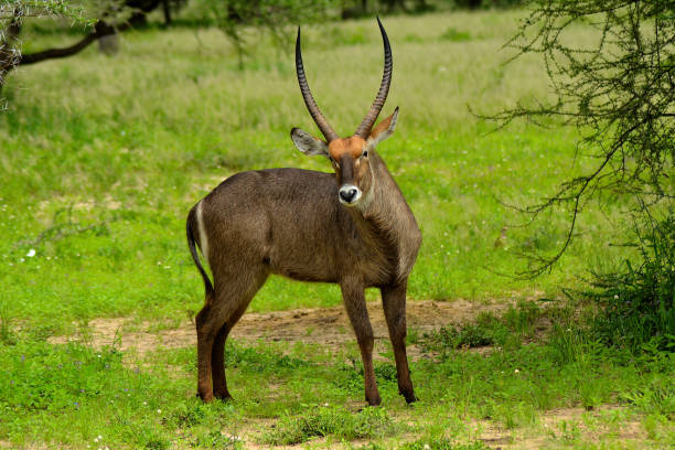 istock African Common Waterbuck 1263864299