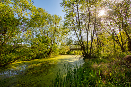 Beautiful nature and greenery at the lake in Semenic national park, Banat region, west Romania