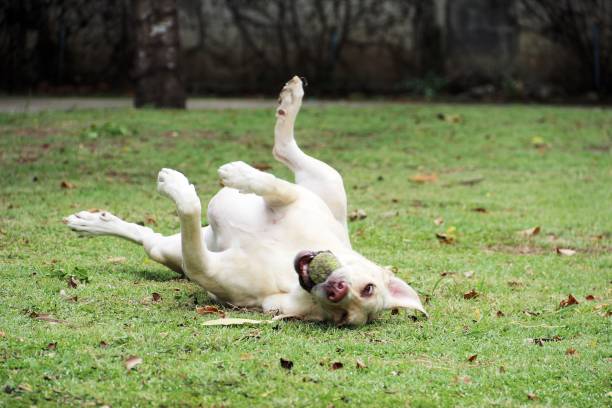 istock Dog playing on her own 1263865261