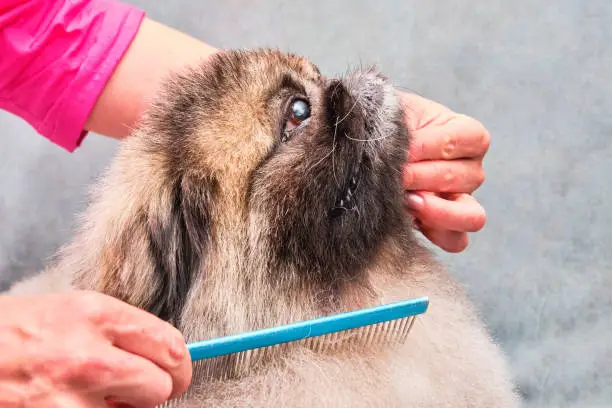 A Pekingese sits quietly in a barbershop. The groomer holds the dog by the muzzle with one hand and combs the hair with the other.