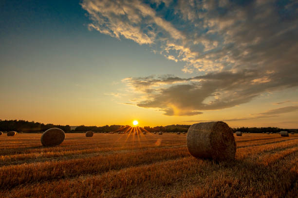 istock Bales of hay at sunset 1263867329