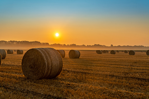 Rolled up bales of hay in agricultural field at foggy sunrise