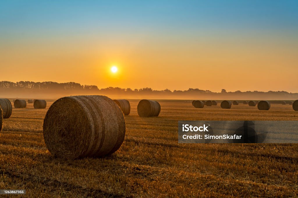 Bales of hay at sunrise Rolled up bales of hay in agricultural field at foggy sunrise Bale Stock Photo