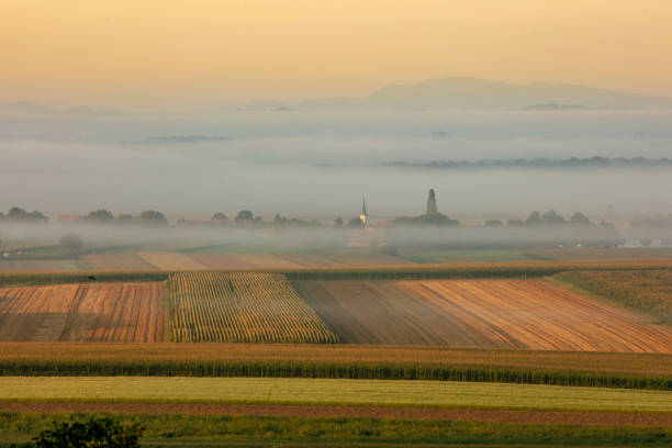 Scenic view of agricultural fields at sunrise