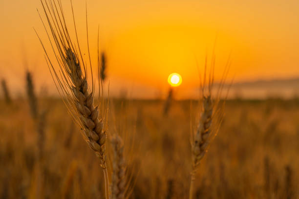 istock Close-up of wheat with sunrise in background 1263869105