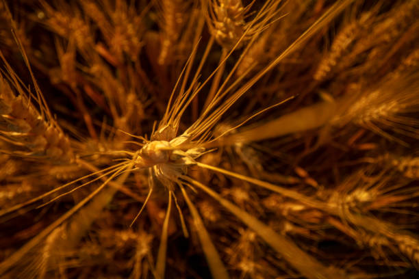 Extreme close-up of grain captured from high angle