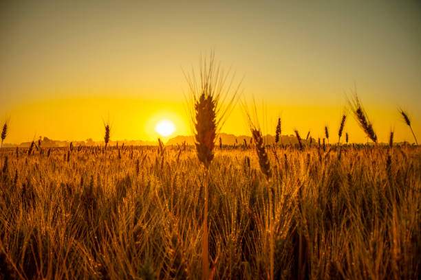 小麦農地のゴールデンアワー日の出ミスト - stem non urban scene wheat rural scene ストックフォトと画像