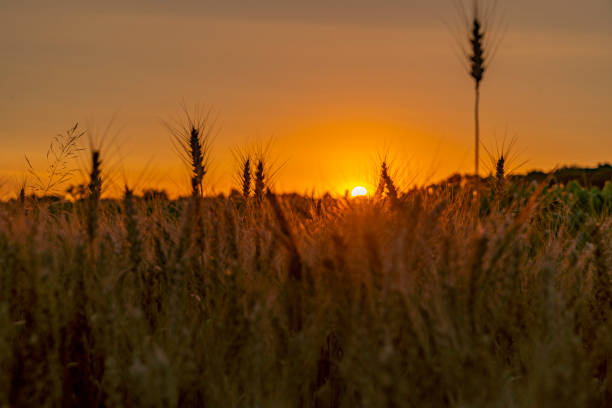 istock Sun setting over agricultural wheat field 1263869726