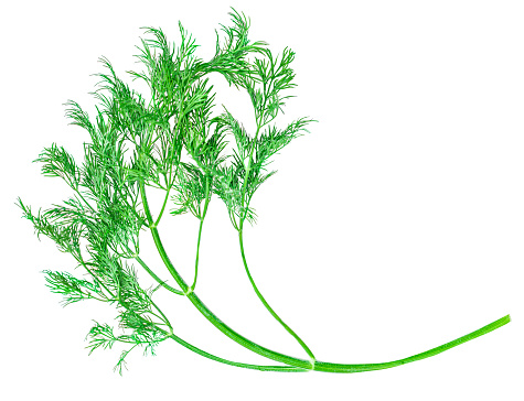 Dill. Fresh dill isolated on a white background. Top view. Flat lay\