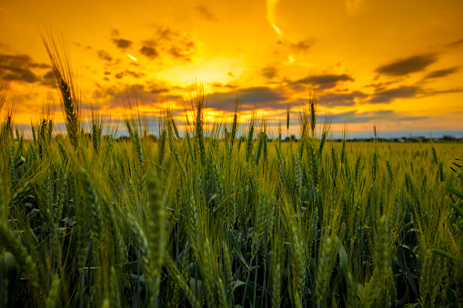 Scenic view of field against dramatic sky at sunset