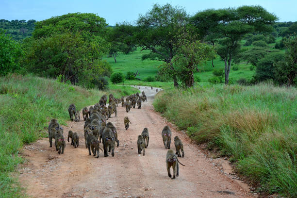istock Herd of Baboons on the road 1263869895
