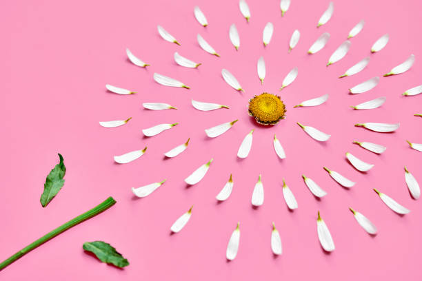 istock Daisy with torn off petals on pink background 1263869972