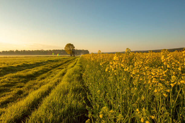 Golden hour mist over rapeseed agricultural field