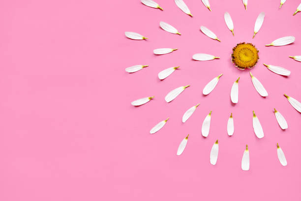 Daisy with torn off petals on pink background
