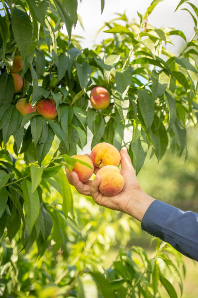 istock elderly man harvests in his garden 1263870121